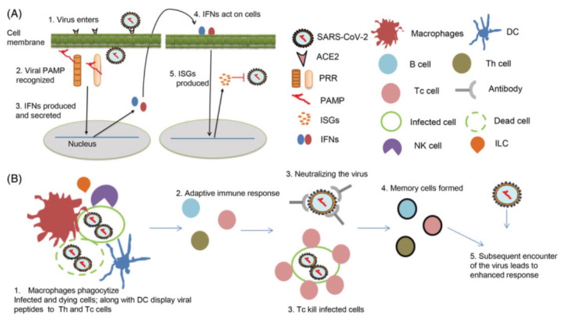 SARS‐CoV‐2 Infection In India Bucks The Trend