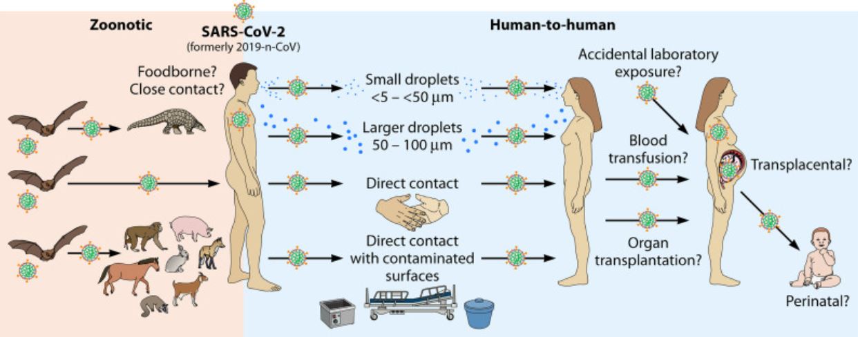 Coronavirus Disease 2019, A Summary