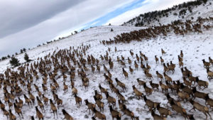 ELK MIGRATION, JANUARY 2021