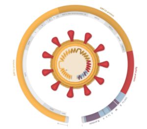 Mutations In the B.1.1.7 COVID Lineage