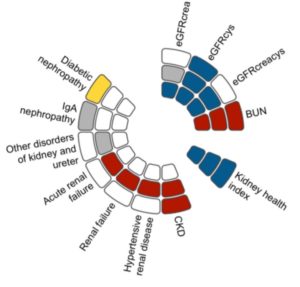 Obesity As A Cause Of Kidney Disease