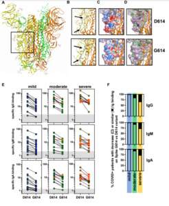 SARS-CoV2 Envelope Proteins And Serological Responses