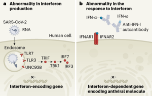 Interferon Deficiency Can Lead To Severe COVID