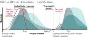 Lessons In Antiviral Immunity