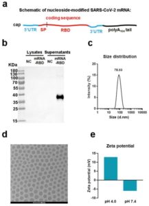 Single-Dose mRNA Vaccine Long-Term Protection