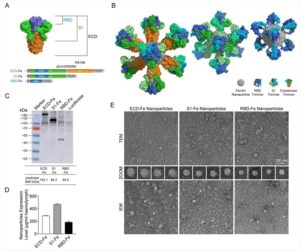 Self-assembling Nanoparticle SARS-CoV-2 Vaccines