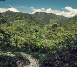 Amazon Rain Forest In Far Worse Shape