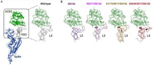 COVID B.1.351 Pseudo-virus Infectivity & Block