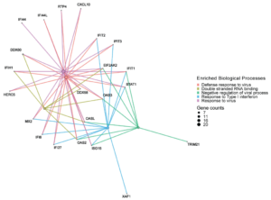 Temperature vs. SARS-CoV-2 and SARS-CoV In Respiratory Epithelium