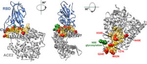 ACE2 Orthologs Enhance ACE2-Fc Neutralization Of SARS-CoV-2