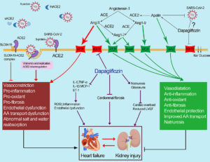 Abnormal Apelin-ACE2 SGLT2 & COVID