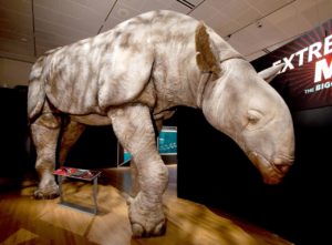 New Fossils Of The Largest Land Mammal