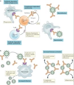 Neutralizing Monoclonal Antibodies For COVID Treatment