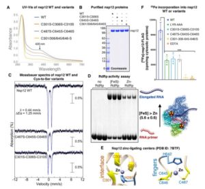 SARS-CoV-2 Iron-Sulfur Cofactors Are Antiviral Targets