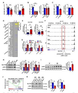 mTORC1 Late Endosomes Misdirects T-Cells