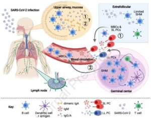 Antibody & B Cell Responses To COVID & Vax