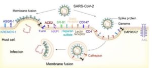 Cell Entry By COVID