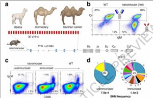 Nanobodies From Camelid Mice & Llamas Neutralize COVID Variants