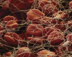 Breakthrough In Blood Clotting