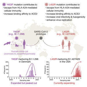 L452R Variant Evades ‘Immunity’, Is More Infective