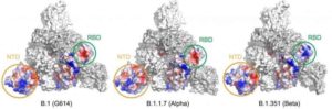 Variant Structural Changes Identified