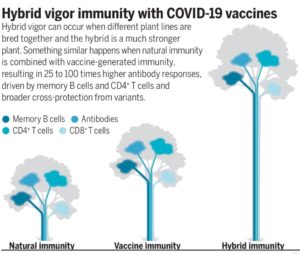 Hybrid Immunity – A Fact