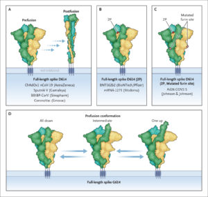 Spike D614G Vaccine Antigen Against COVID