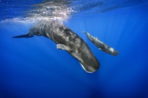 AAI Decoding Whale Language.