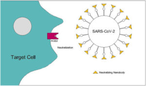 Powerful Pulmonary Targeted COVID Biotherapeutics