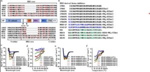 COVID Derived Fusion Inhibitor Lipopeptides