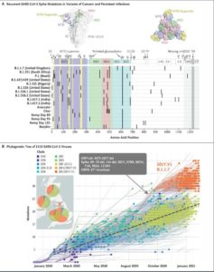 COVID Variants In Immunosuppressed Patients