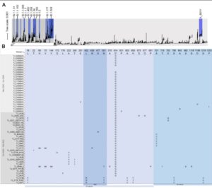 COVID Sequencing: N501Y & L452R Mutants