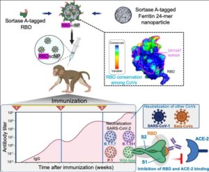 Multi-metric COVID Receptor Binding