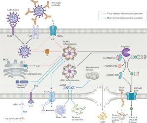 COVID Inflammation Activation