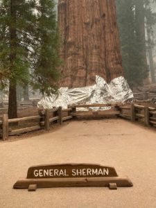 Fires Threaten Trees In Sequoia National Park