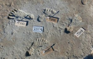 Oldest Human Footprints In North America