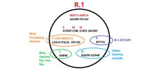 New R1 5-Mutation Variant A Duessey