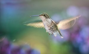 The Quantum Science Behind Bird Navigation
