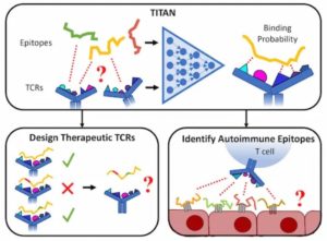 AI Neural Networks Take Titan-Sized Step Towards T Cell