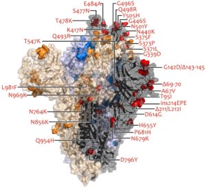 First Signs That Vaccine Protects Against Omicron