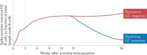 Germinal Center B Cell Response To COVID