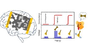 Artificial Synaptic Network That Mimics Brain.