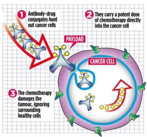 Polivy – New Therapy For Blood & Bladder Cancers.