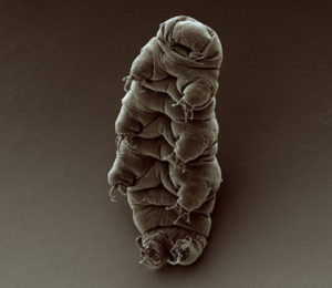 Tardigrade First “Quantum Entangled” Animal In History (dup)