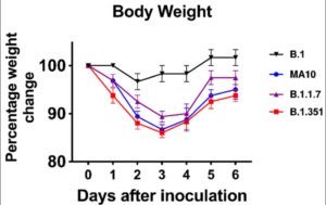 Newer Variants Of Covid Can Infect Mice