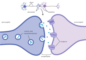 Exercise Safeguards Synapses As We Age