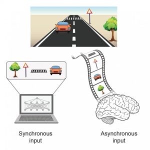 Brain Inspires New Type Of AI