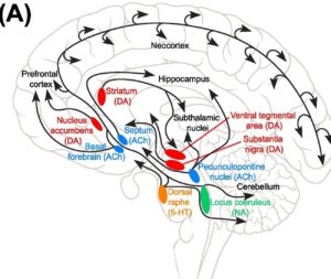 – Brain Areas Should Be Name-Updated For Function, Wiring & Operational Structure – Columns –