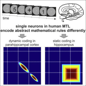 Brain Might Be A Quantum Computer That Hallucinates Math