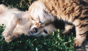 Long-Term Pet Ownership Linked To Slower Decline In Cognition